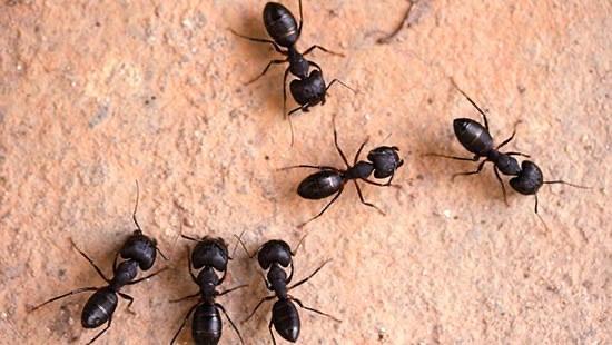 Atlantic Pest Solutions