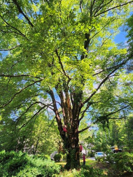 Metcalf Tree & Landscape Svc