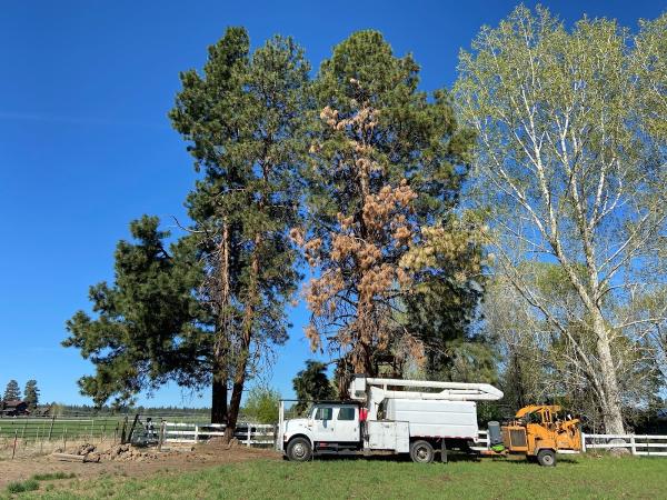 Adam Bright Tree Service