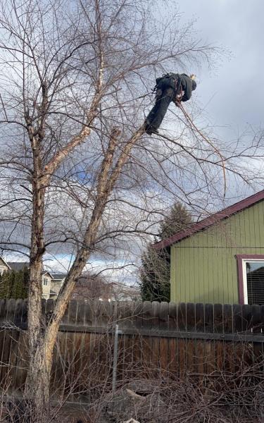 Adam Bright Tree Service