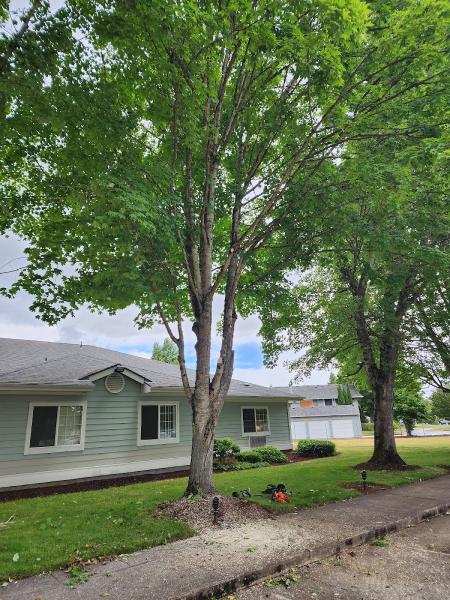 Shaeffer Tree Solutions LLC