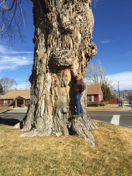 Russell's Artistry in Trees