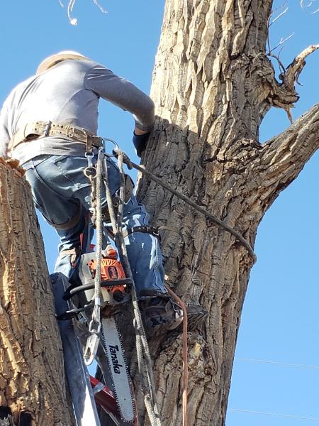 Russell's Artistry in Trees