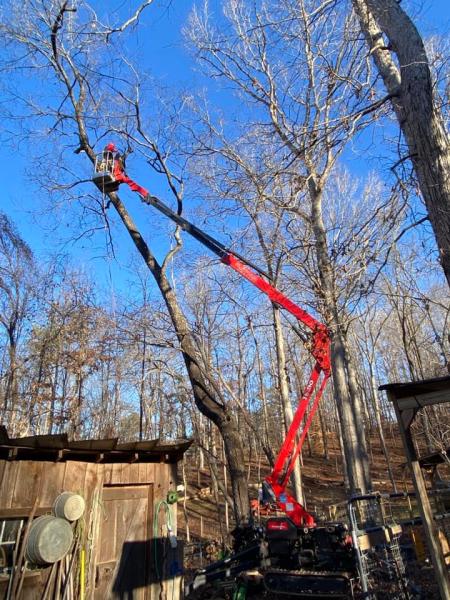 Superior Arbor Management