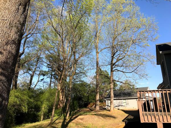 Superior Arbor Management