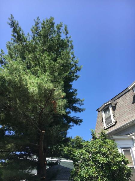 Middlesex Tree Service