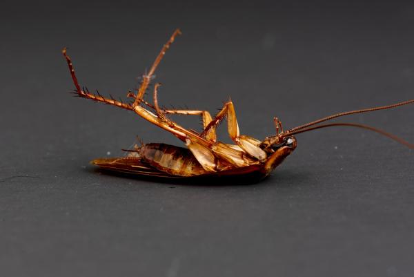 Cleargate Pest Defense