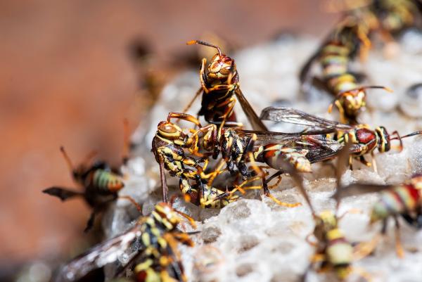 Cleargate Pest Defense