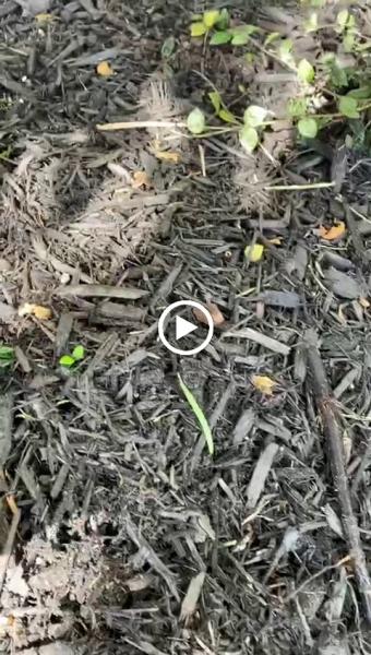 King Landscaping LLC