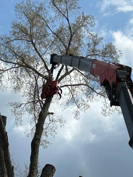 Choice Tree Service