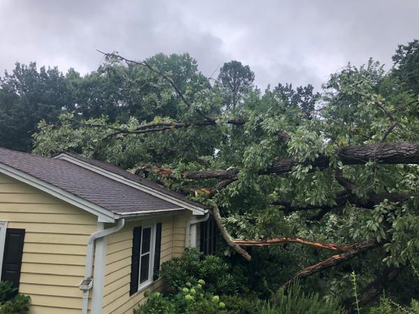 Choice Tree Service