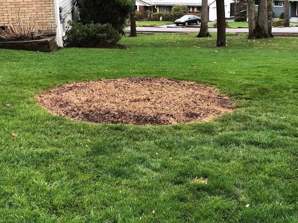 Weidlich Stump Removal