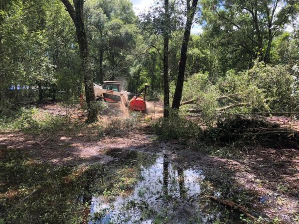 Cody's Tree and Debris