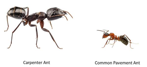 Clean Pest Solutions