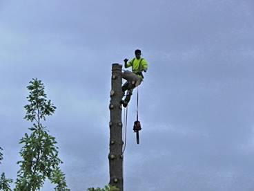 Arborpro LLC Tree Service