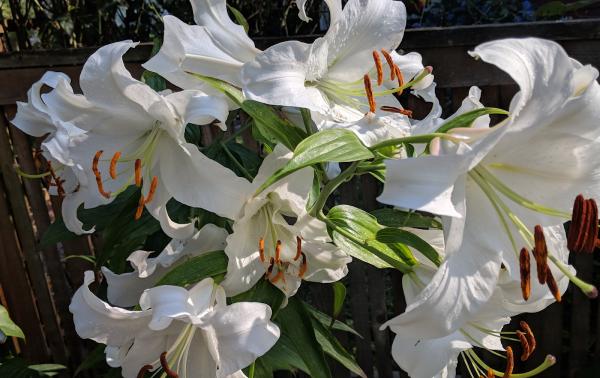 Solstice Landscape Design
