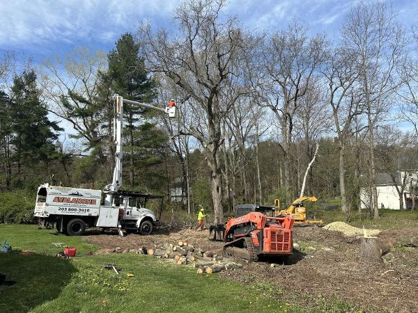 Avalanche Tree and Landscaping LLC