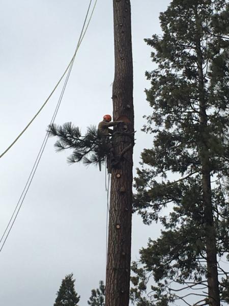 Silver State Tree Company