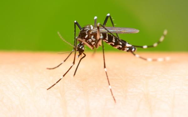 Alcon Services Inc. Termite & Pest Control