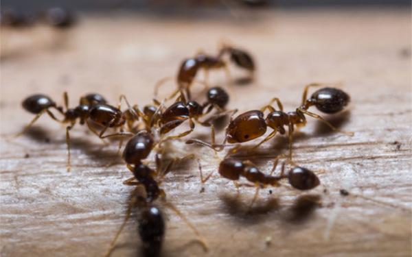 Alcon Services Inc. Termite & Pest Control