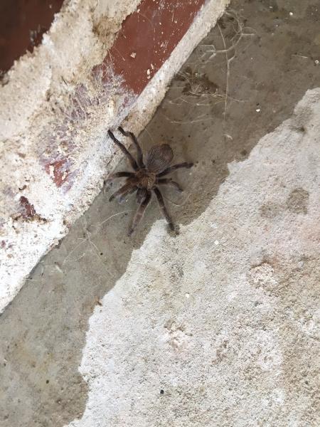 Alcon Services Inc. Termite & Pest Control