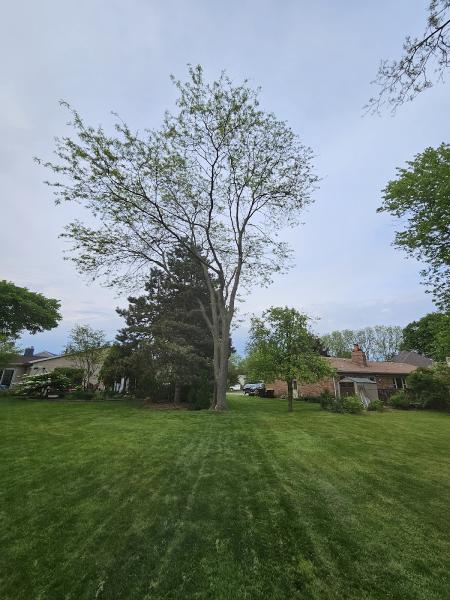 Big Kid Tree Worx
