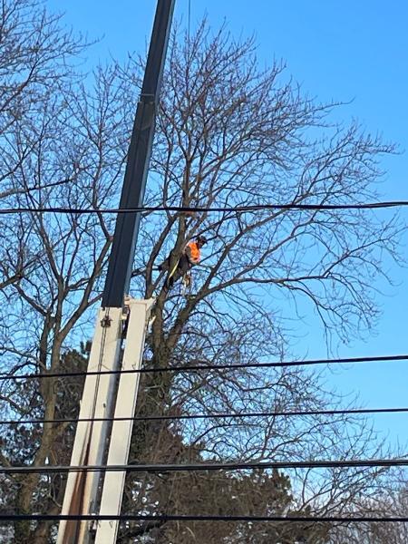 Big Kid Tree Worx