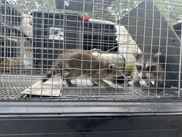 Critter Stop