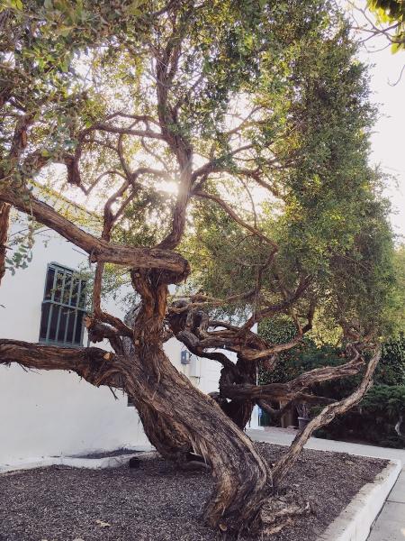 Honey Bee Tree Care