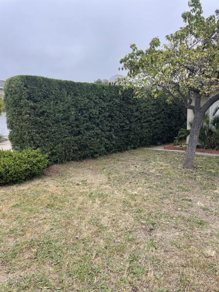 Honey Bee Tree Care