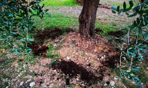 Tree-Mendus Tree Service