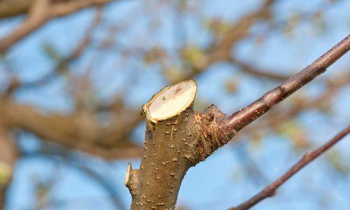 Tree-Mendus Tree Service