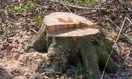 Tree-Mendus Tree Service