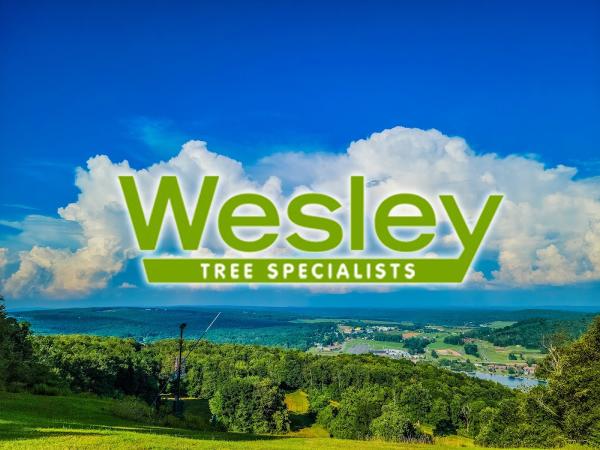 Wesley Tree Specialist