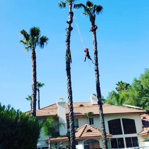 Tree Pros INC