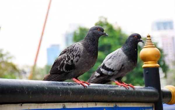 Pro Active Pest Control
