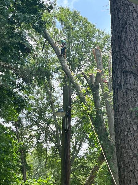 Sdj Tree Service