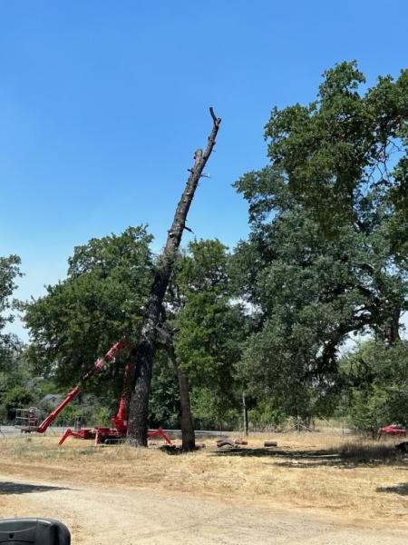 Lovell Tree Service