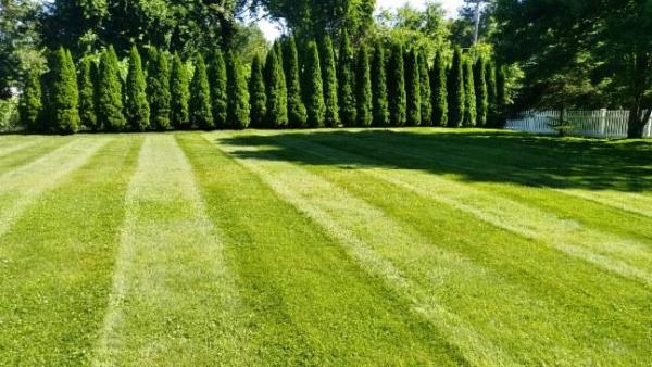 White Pine Landscaping