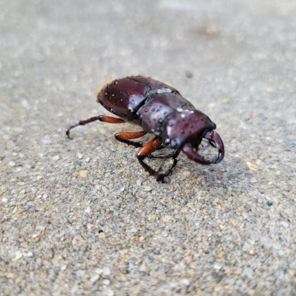 Men in Black Pest Control Services