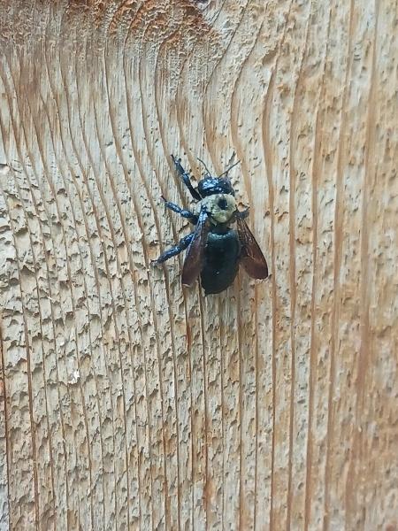 Men in Black Pest Control Services