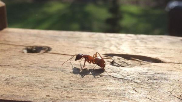 Bug-a-Pest Termite & Pest Control