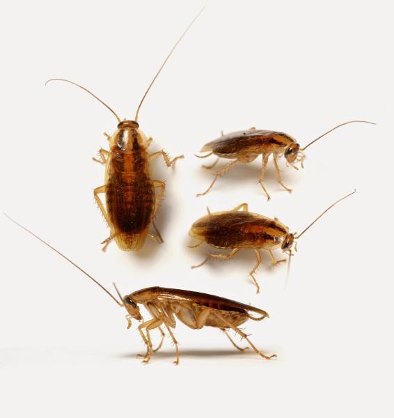 Bug-a-Pest Termite & Pest Control