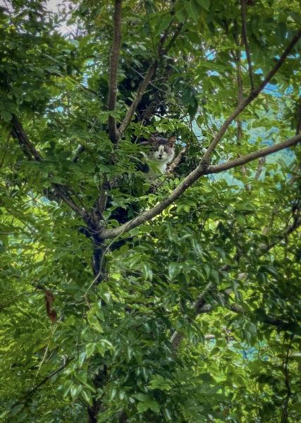 AAA Alabama Tree Service