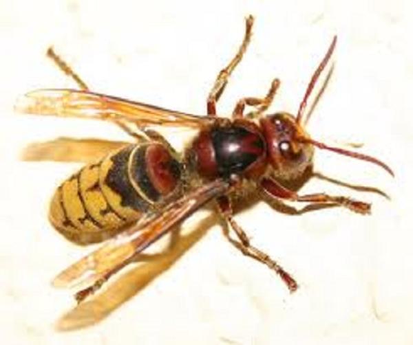 Patriot Pest Control LLC