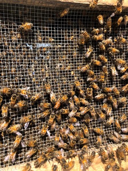 Affordable Bee Services