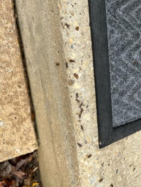 Premier Termite & Pest Control Company