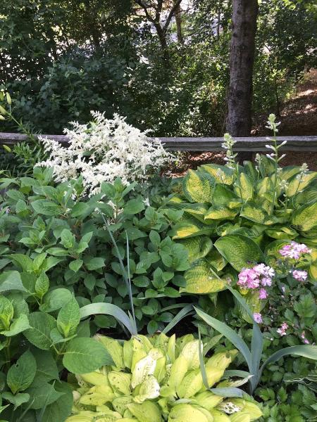 Orchard Gardens Landscape
