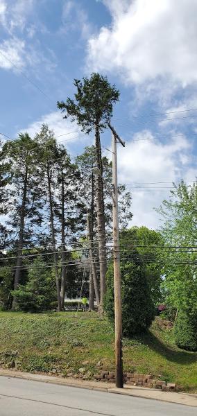 Lebo Trees
