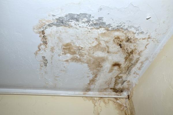 Sweet Mold Removal Restoration